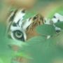 tigerswaynet